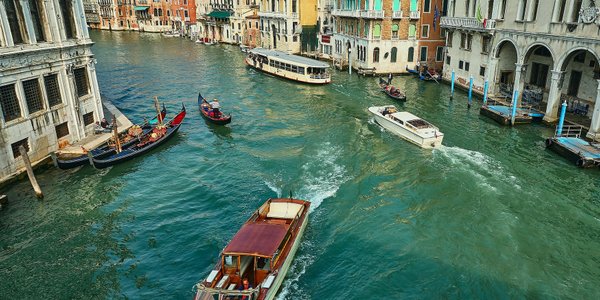 Groźny gatunek krąży wokół Wenecji. Włosi szukają metody na inwazję żebropławów