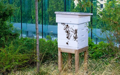 Ludzkość potrzebuje pszczół, ale pasieki nie ocalą świata