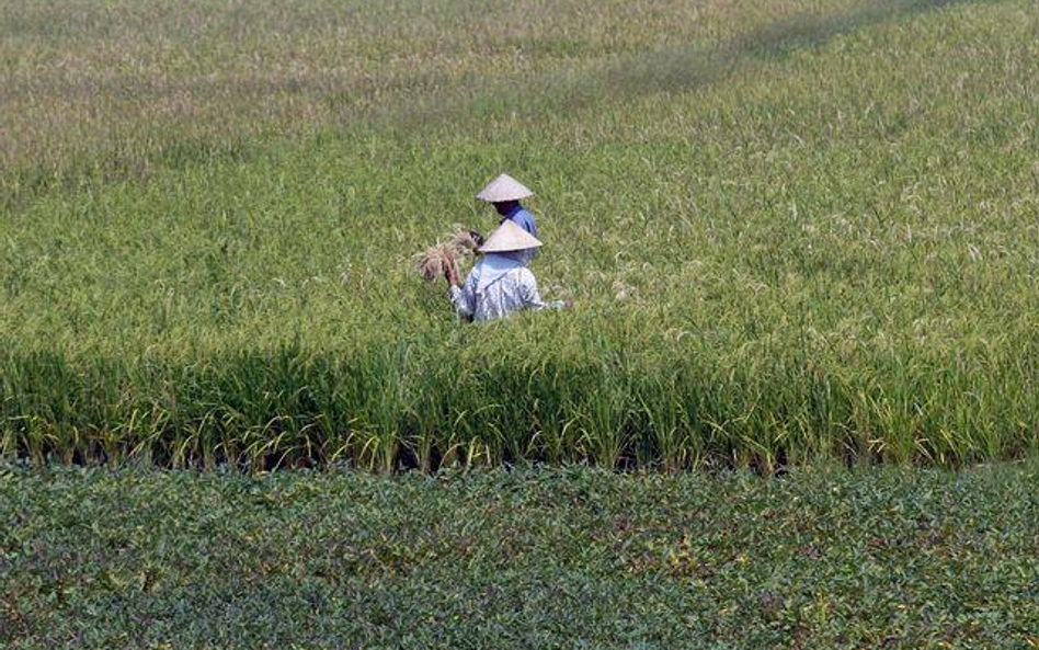 Żniwa na polach ryżowych w okolicy Hanoi, stolicy Wietnamu