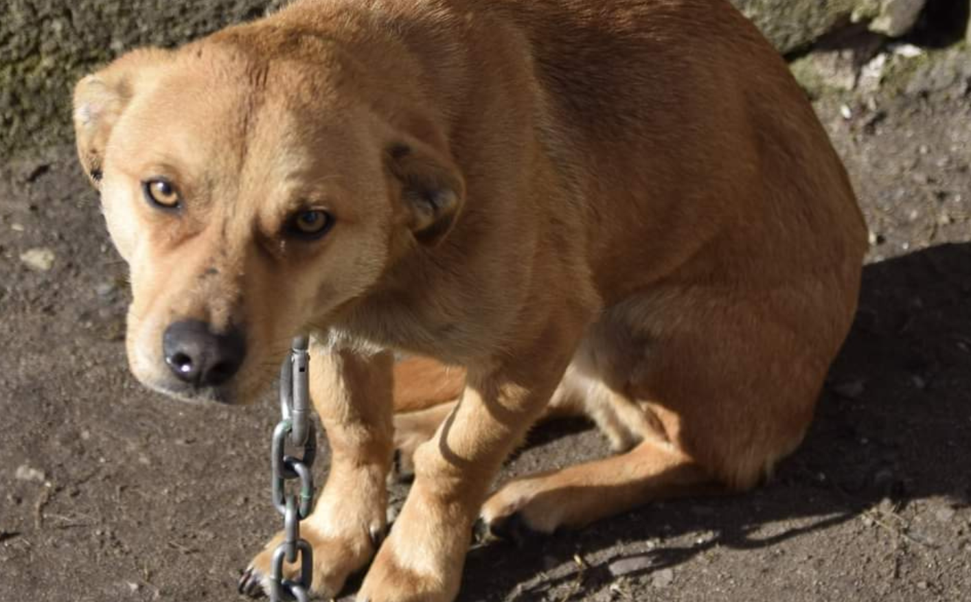 Prezes OTOZ Animals: To błąd Jarosława Kaczyńskiego, jego wyborcy przecież też lubią psy