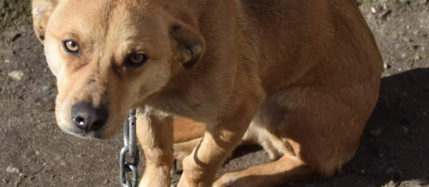 Pies na łańcuchu, sfotografowany podczas jednej z interwencji OTOZ Animals
