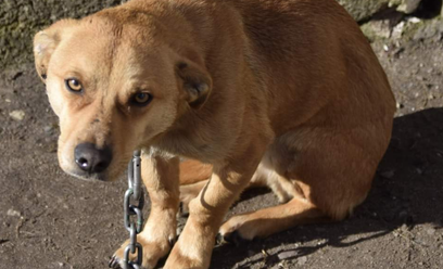Pies na łańcuchu, sfotografowany podczas jednej z interwencji OTOZ Animals