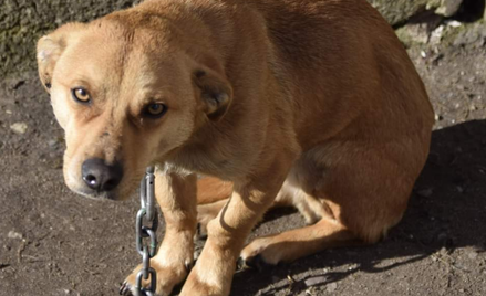 Pies na łańcuchu, sfotografowany podczas jednej z interwencji OTOZ Animals