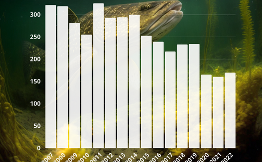 Szczupak znika z polskich akwenów. Mimo że to duży i sprawny drapieżnik, coraz trudniej mu funkcjono
