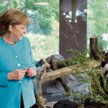 Podczas spotkania Xi Jinpinga z Angelą Merkel w 2017 r. przywódcy Chin i Niemiec wspólnie odwiedzili