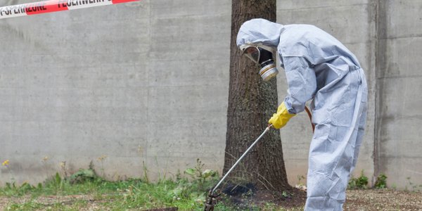 Oak processionary moth — invasive "caterpillar from hell" — reaches Poland