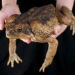 Toksyczne ropuchy atakują Tajwan. Przyrodnicy wypowiedzieli im wojnę