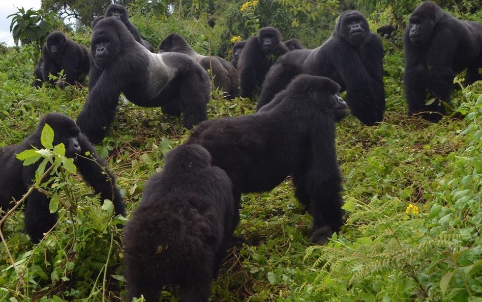 Goryle pod opieką gorillafund.org