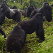 Goryle pod opieką gorillafund.org