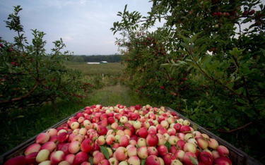 Jabłonie zmęczone wojną o sady