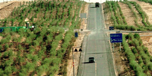 China plans bamboo "Great Green Wall" to fight advancing desert