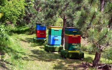 Ponad 150 tysięcy pszczół w Galerii Solnej