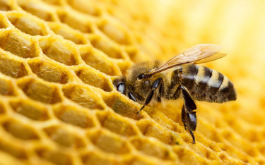Zabili pół miliona pszczół. Usłyszeli zarzuty