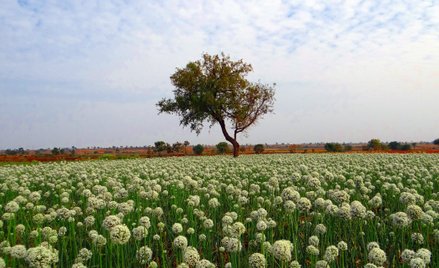 Cebula nadal ważna w polityce Indii
