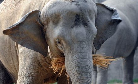 Słonie z zoo w Kalkucie, jak i z innych indyjskich ogrodów i cyrków, zostaną wypuszczone na wolność
