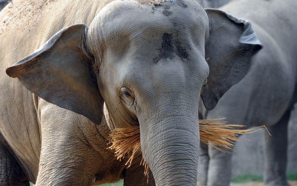 Słonie z zoo w Kalkucie, jak i z innych indyjskich ogrodów i cyrków, zostaną wypuszczone na wolność