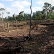 Lasy Amazonii za nowego prezydenta Brazylii mają się lepiej