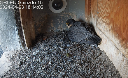 W Płocku wykluły się cztery sokoły wędrowne