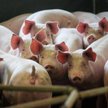 ASF zagraża krajowej produkcji