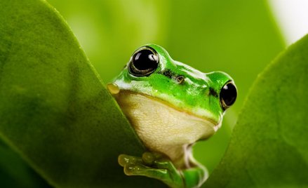 Naukowcy o zmianach klimatu: Ludzie jak żaby gotowane żywcem