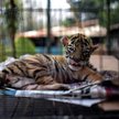 Niemcy: Zoo może być zmuszone do zabijania zwierząt