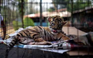 Niemcy: Zoo może być zmuszone do zabijania zwierząt