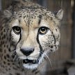 Gepard