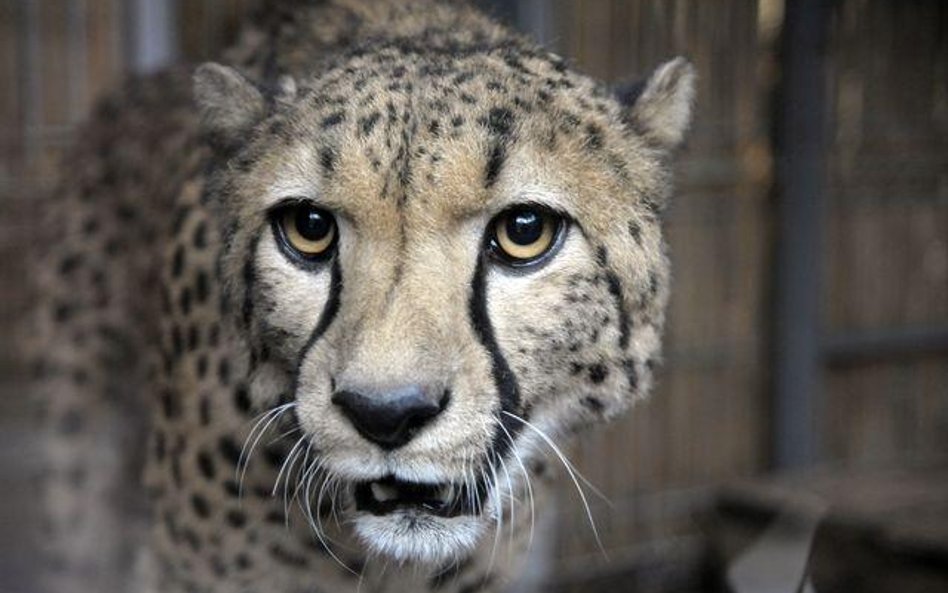 Gepard