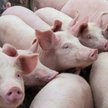30 lat temu Polska z pogłowiem 22 mln sztuk świń była dużym europejskim eksporterem. Dziś mamy niesp