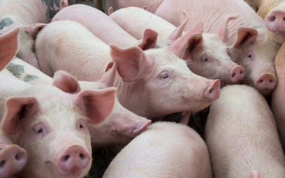 30 lat temu Polska z pogłowiem 22 mln sztuk świń była dużym europejskim eksporterem. Dziś mamy niesp