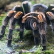 Tarantule opanowały australijskie miasto
