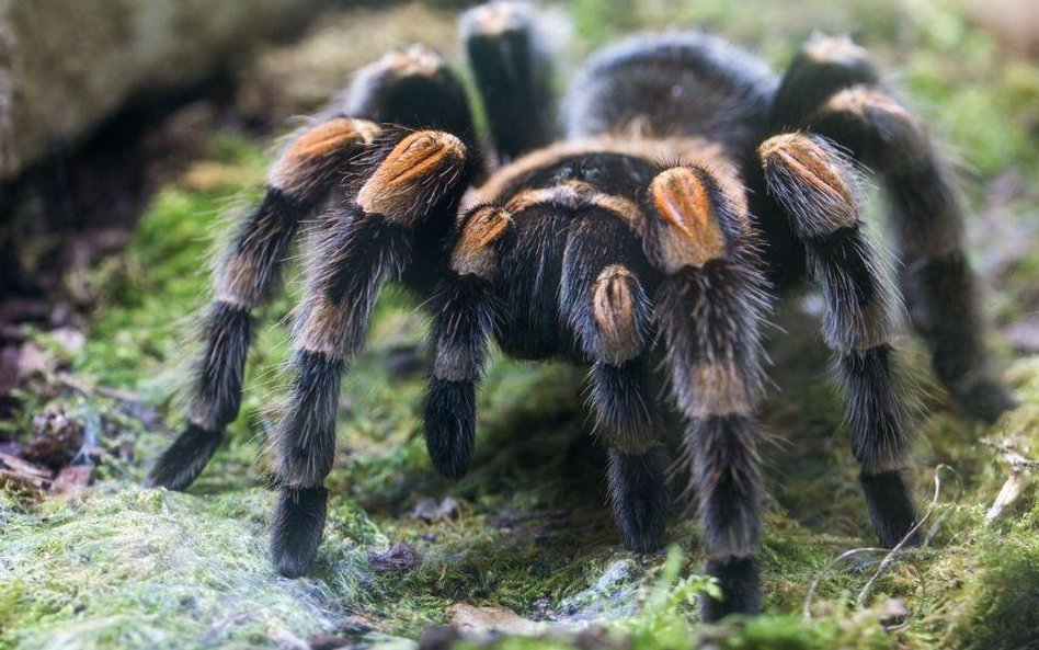 Tarantule opanowały australijskie miasto