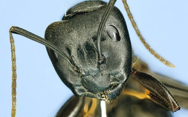 Podstępne mrówki łowią niewolników na zapach