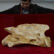 Drugi kreg szyjny Paraceratherium linxiaense