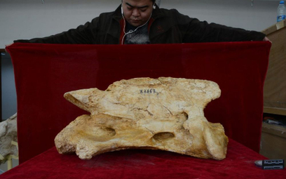 Drugi kreg szyjny Paraceratherium linxiaense