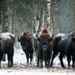 Puszcza Białowieska: Królewska puszcza