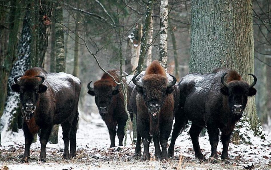 Puszcza Białowieska: Królewska puszcza