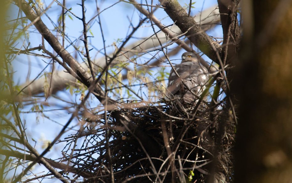 Podczas kontroli przeprowadzonej przez zespół nadzoru przyrodniczego z udziałem ornitologa, na teren