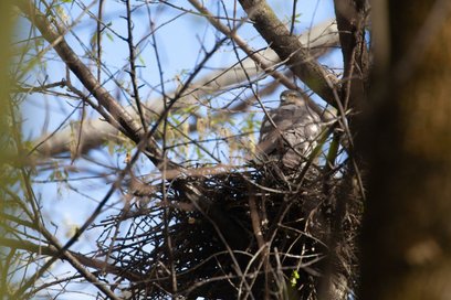 Podczas kontroli przeprowadzonej przez zespół nadzoru przyrodniczego z udziałem ornitologa, na teren