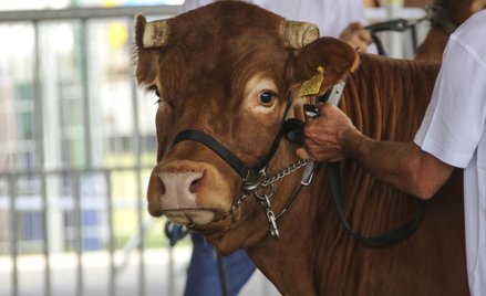 Sąd: ubezpieczyciel zapłaci pijanemu za atak byka