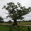 Dąb Dunin w ubiegłym roku zdobył już tytuł Europejskiego Drzewa Roku.