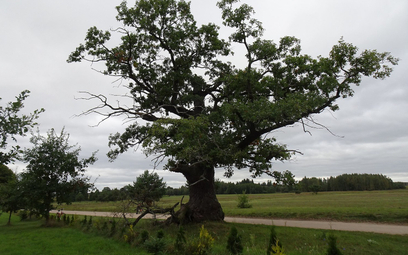 Dąb Dunin w ubiegłym roku zdobył już tytuł Europejskiego Drzewa Roku.