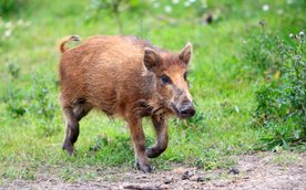 Urzędowi miasta zależy na utrzymaniu rozsądnej wielkości populacji dzików na terenach leśnych w stol