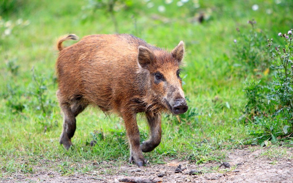 Urzędowi miasta zależy na utrzymaniu rozsądnej wielkości populacji dzików na terenach leśnych w stol