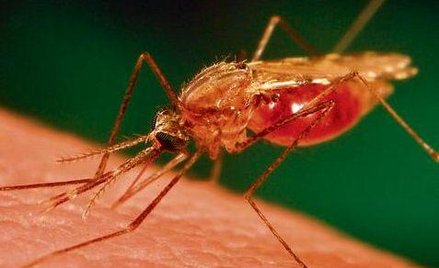 Wygrywamy wojnę z malarią