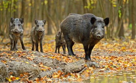 ASF już 100 km od Niemiec. „Czarny scenariusz realizuje się na naszych oczach"