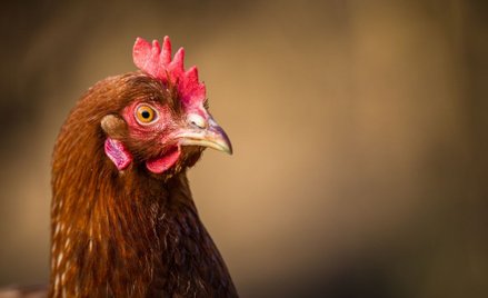 Epoka żelaza: Kura oznaką wysokiego statusu