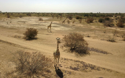 WWF: Od 1970 r. populacje zwierząt zmniejszyły się o 2/3
