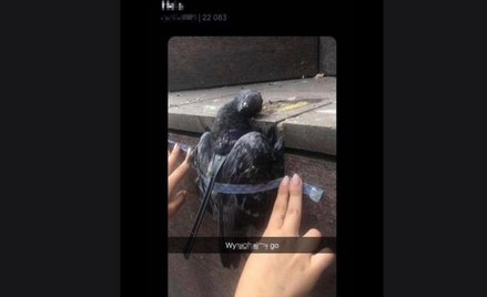 Uczniowie z Warszawy znęcali się nad gołębiem. Nagrali film