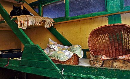 W stołecznych schroniskach dla zwierząt zaczyna się letnie oblężenie. W kociarniach jest już tłok